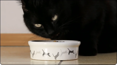 Cat eating